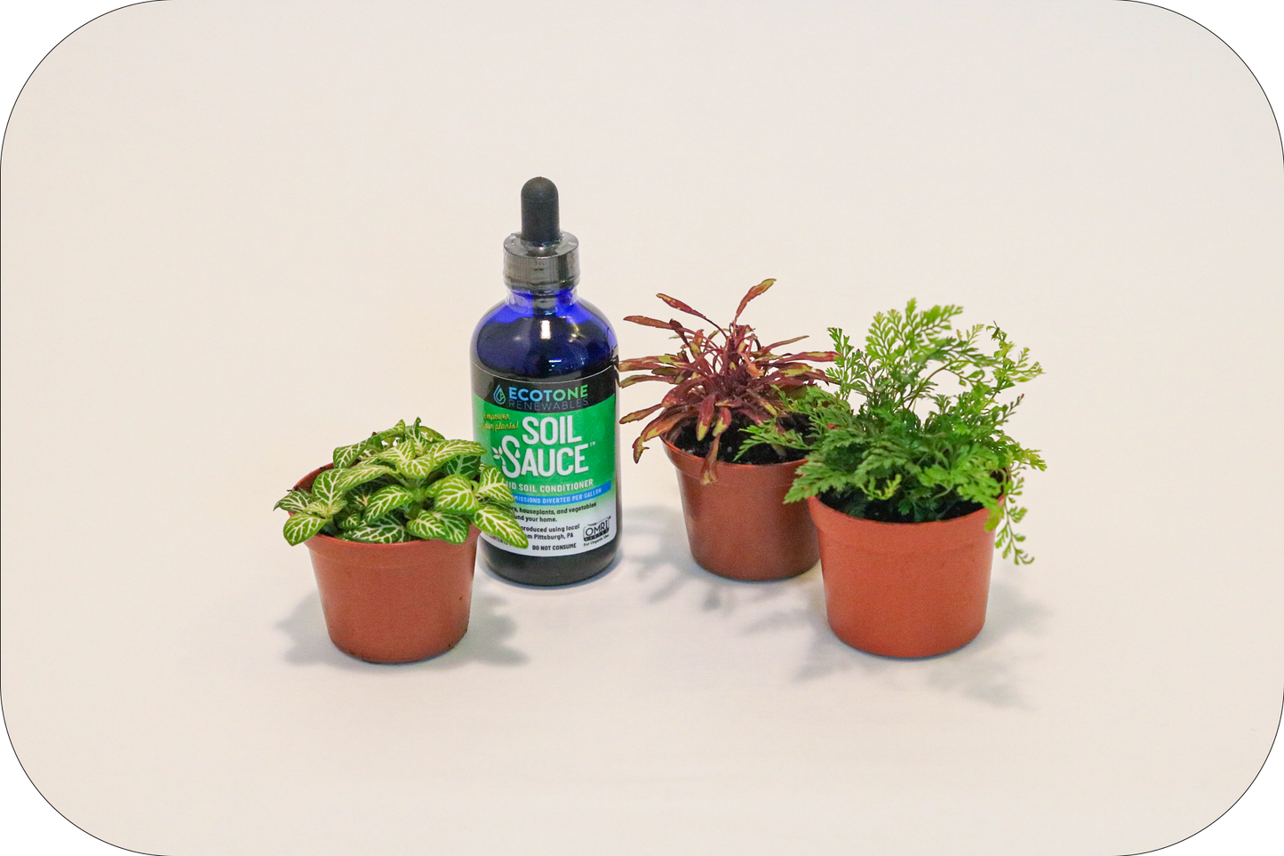 Soil Sauce