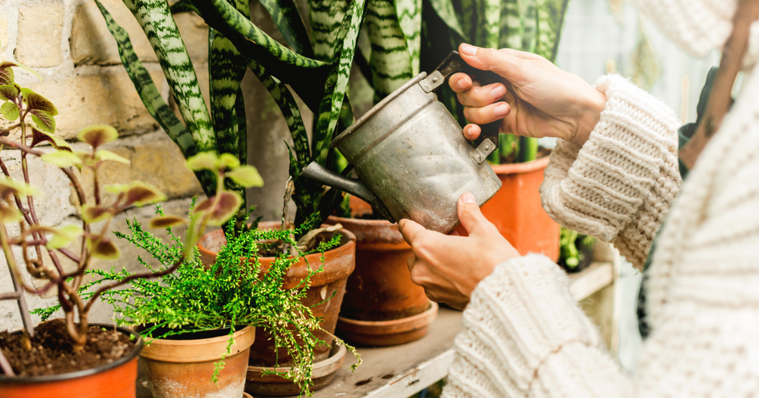 Last Minute Gifts for the Pittsburgh Plant-Lover